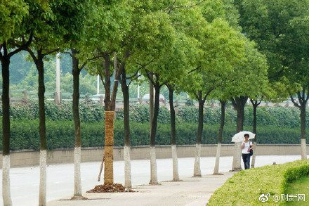 种树的好处?_360问答