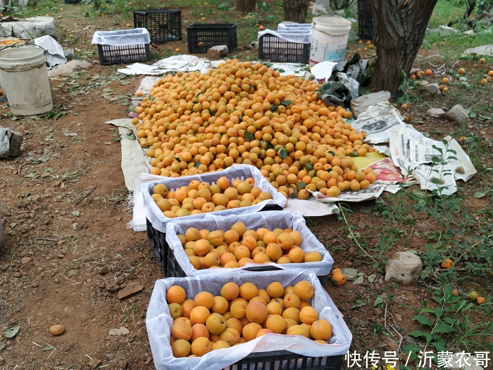 今年产量高价格好的沂蒙山大黄杏，农村大爷却说来年可不这么干了