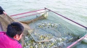 如何杀黄骨鱼视频 t014c1d4be376fbe768.jpg