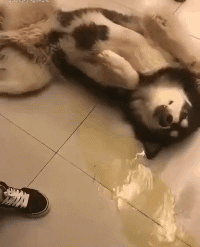 护士辞职信怎么写