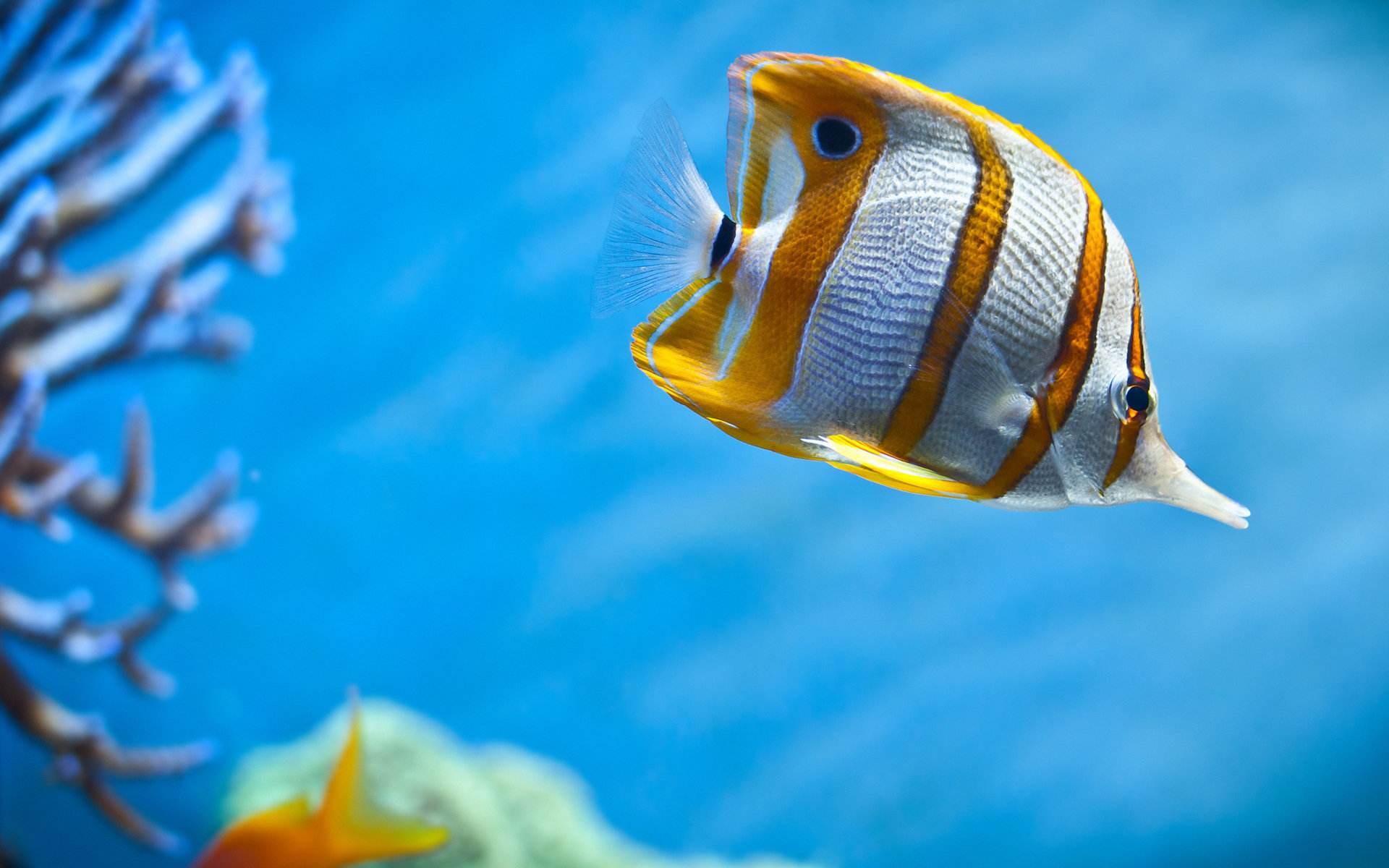 鱼的记忆真的只有7秒吗?看完涨知识了