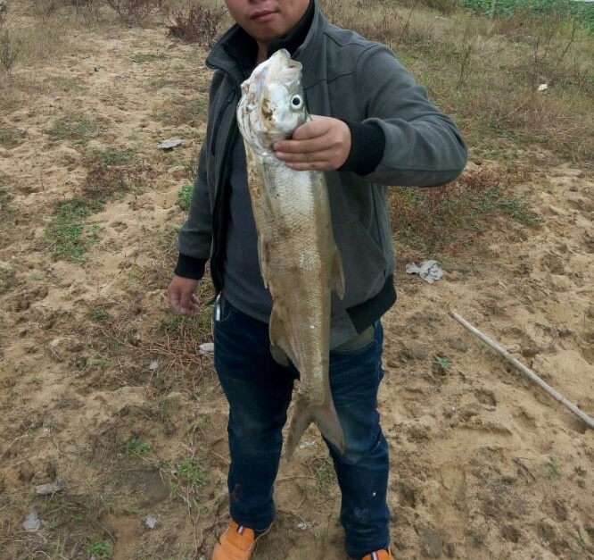 它脾气暴躁出水就死,曾是河里的祸害,如今20一