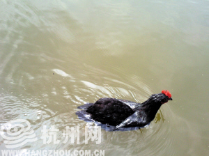 鸡会游泳吗?