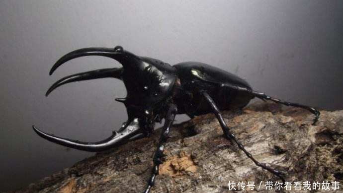 超级虫类动物 大王虎甲, 非洲地面暴君