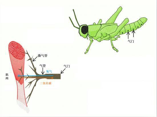 在换气运动的作用下,空气由气门(相当于人类的"鼻孔)进入昆虫的气管