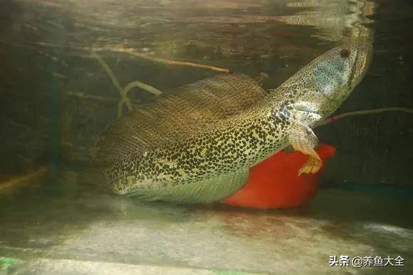 永勝縣永北鎮(zhèn)浩晨水族館（永勝縣永北鎮(zhèn)浩晨水族館電話）