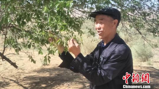 甘肃古浪治沙人三十载坚守:练就独特妙法成\"土专家\"