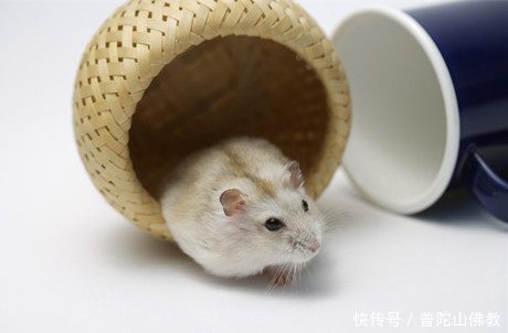 学佛之人该如何面对老鼠?看看我和小老鼠的故事