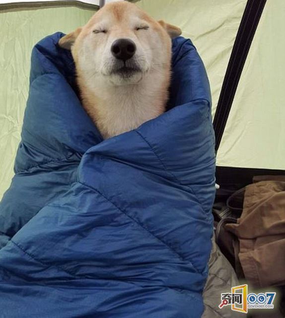 据悉,近日,很多网友在网上分享自家宠物狗睡觉的搞笑照片,看过了这些