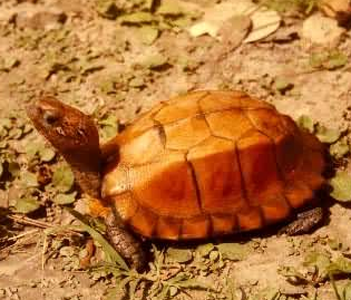 锯缘龟好养吗 锯缘胃肠功能比较脆弱_360问答