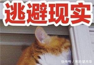 可爱卖萌猫咪动态走开!你丑到朕了律表情包儿表情图片