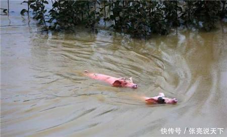 2018年8月8日全国生猪价格走势,东北降雨,生猪