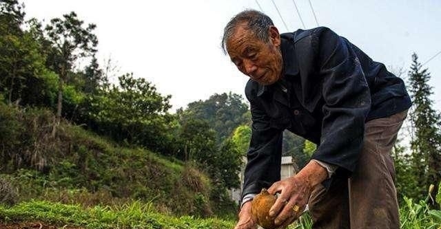 农村老年人保险