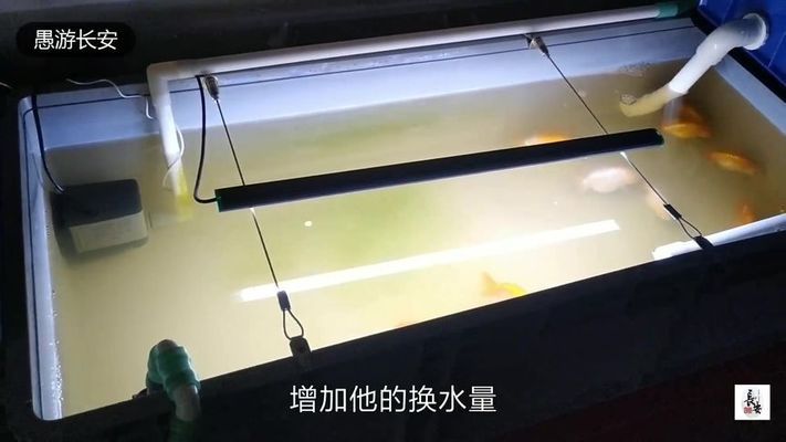 魚缸的木頭上長白毛了（魚缸的木頭上長白毛了怎么辦）