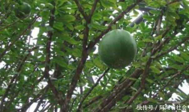 看到树上长了西瓜,拍照发朋友圈后,家人:快离
