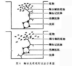 双抗体夹心法用于测定抗原.