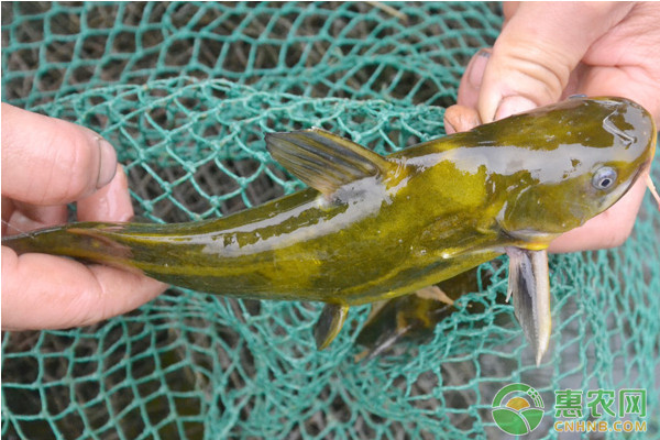 丹東魚缸定制廠家地址在哪里(丹東養(yǎng)魚基地) 印尼虎苗