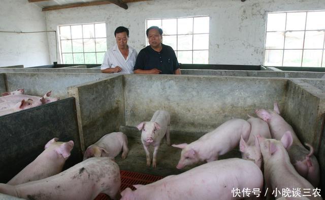 环保法新规:农村养猪户规模低于这个限定,将不