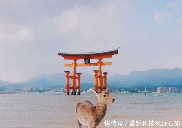 2019日本赏樱攻略6条樱花线,一片花瓣都不放