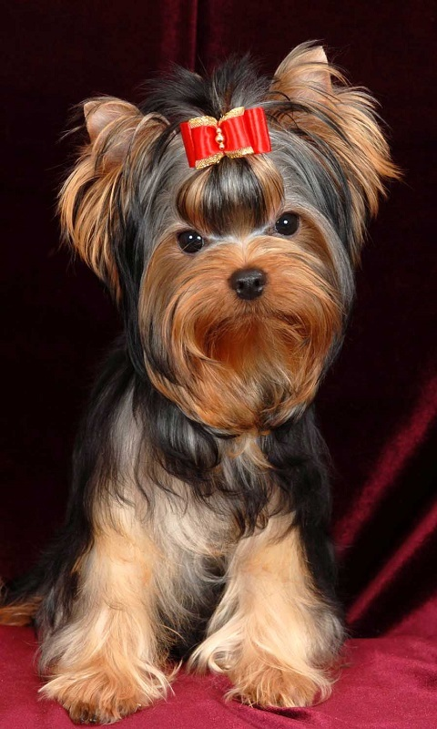 yorkshire terrier es