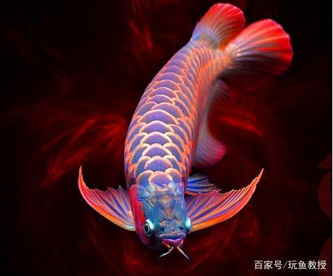 換水賞魚(yú)抗疫情中國(guó)加油