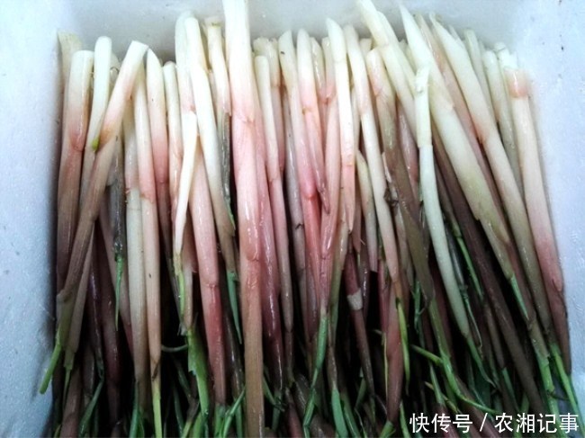小伙少有种植视频农村的它,年入十几万,背井离钢琴曲哪里市场春天在图片