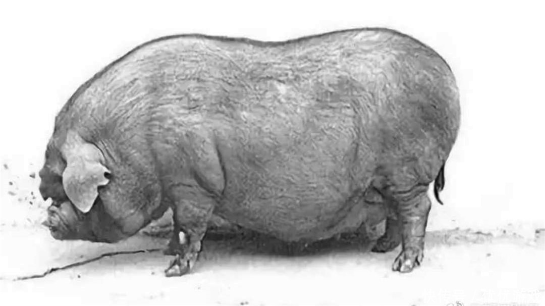 中国土猪濒临灭绝,仅有100头左右,原因让人无