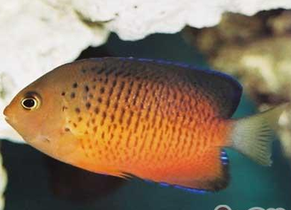 红闪电鱼怎么养 要为其提供藏身的地点_360问