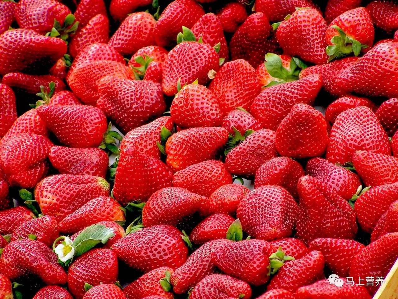 草莓是什么样子的植物 t0157b3ad96391b996f.jpg?size=1280x960