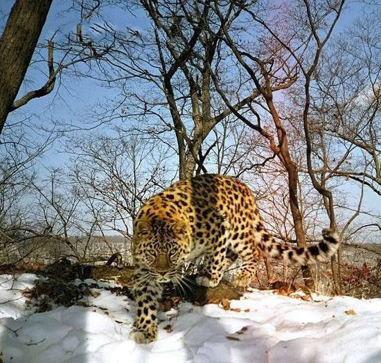 世界上最稀少的猫科动物 中国野生的数量估计