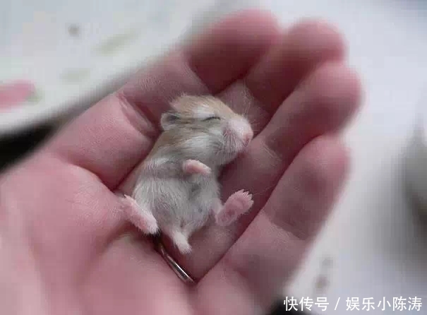 刚出生的动物宝宝们,我也是第一次见,发给朋友解解压! 1xbet官方入口