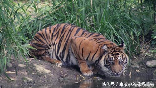 什么动物能打赢老虎 t01585a14d2afa7f0b1.jpg