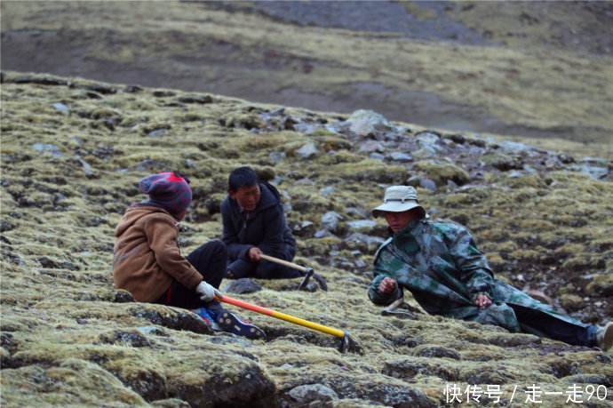 藏民挖掘冬虫的过程，5斤就能买到县城一套房