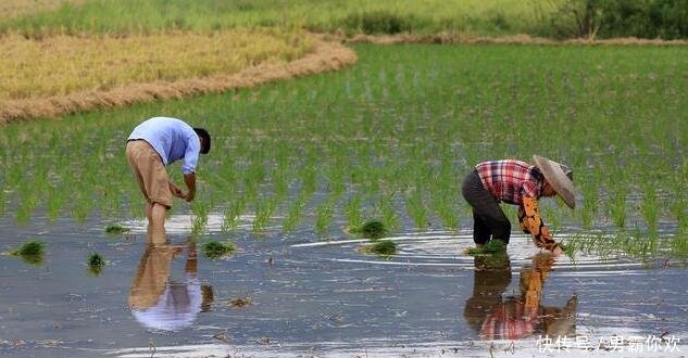 农村俗语热在三伏,冷在三九,三伏天哪一伏最热