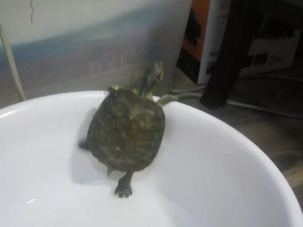 为啥我家巴西龟的背上会出现这种情况