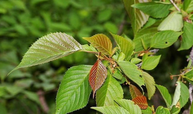 名片 中文学名:领春木  科别:trochodendraceae昆栏树科  别名:云叶树