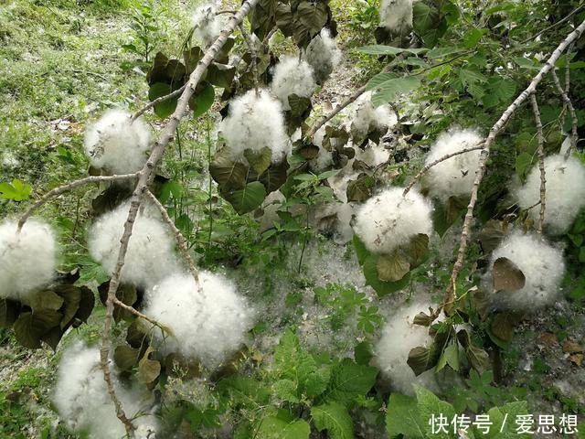 山东菏泽,杨絮成灾漫天飞舞添烦恼,网友呼吁铲