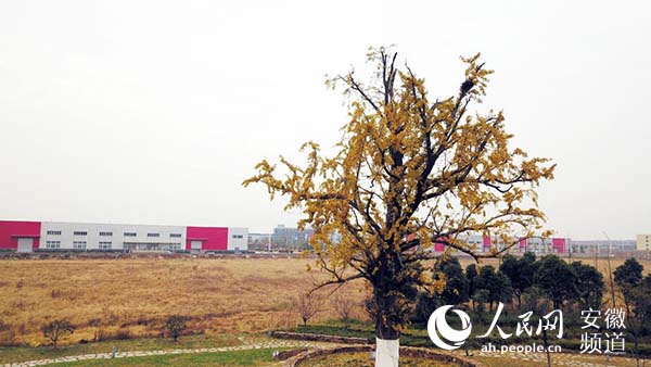 安徽滁州:醉翁亭唱开放歌 小岗村续改革潮