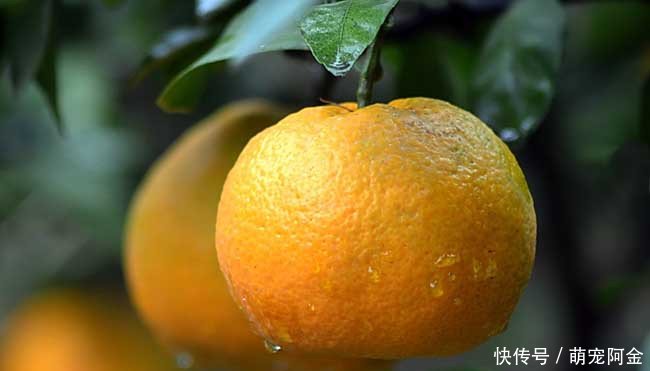 农村栽种柑橘,南方橘子北方枳,种植技术及管理