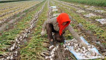 明知道种地不赚钱,为什么农民不愿意放弃土地?