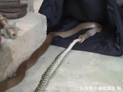 男子在家发现两条蛇纠缠在一起,上前仔细一看,男子大惊失色