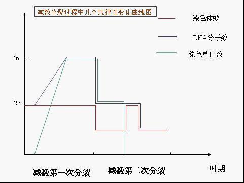 通过非同源染色体的随机组合;各对非同源染色体之间以自由组合进入