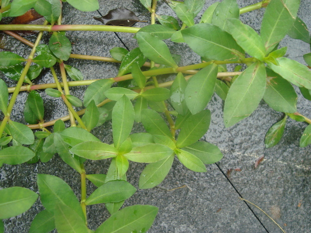 野生爬藤植物,茎粗粗的,对生叶,请问植物名称.