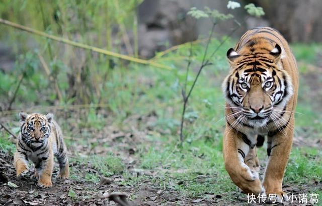 正月初五接了财神之后,迎来了人生财运大逆转,永盛不衰的生肖