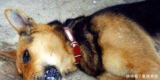 偷狗贼给狗狗注射的是什么针,这样的针可以解