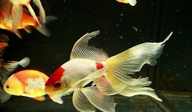 哪里買紅龍魚便宜又好（哪里買紅龍魚便宜又好養(yǎng)） 龍魚百科