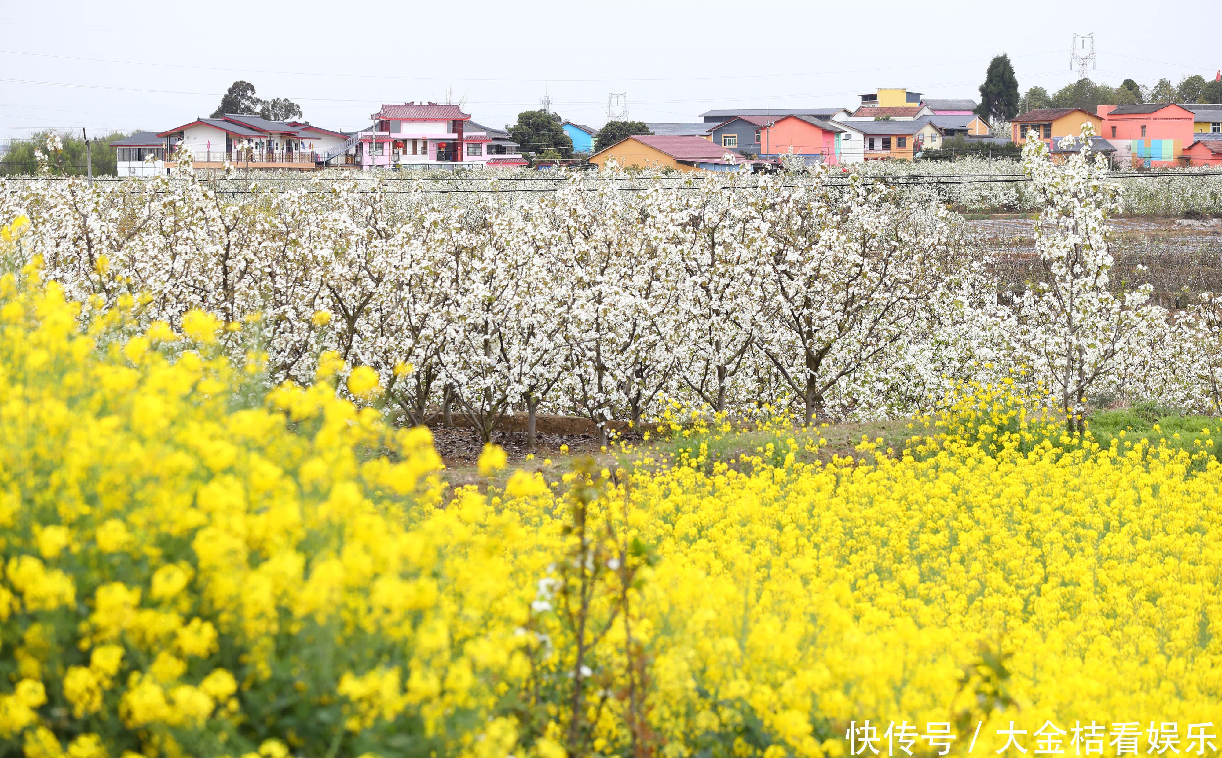 四川:乡村振兴 花为媒