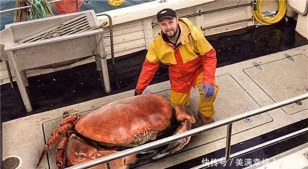 世界上最大的螃蟹,最重的螃蟹,最不会游泳的螃