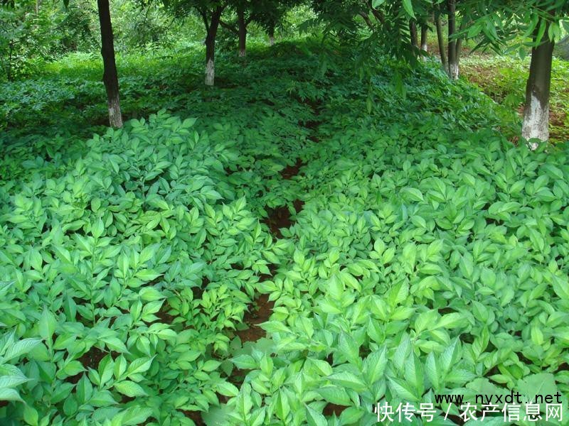 农产品：魔芋的种植时间及种植方法