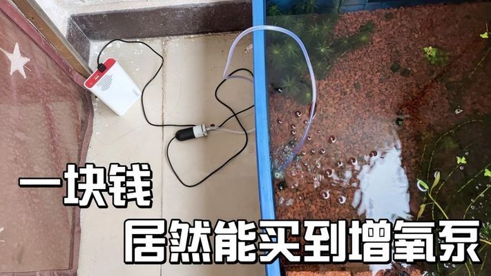 鐵嶺觀賞魚店（鐵嶺觀賞魚店地址電話是多少） 觀賞魚市場